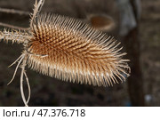 Teasel (Latin Dipsacus) has bloomed in the garden. Teasel family (Latin Dipsacoideae) is a subfamily of dicotyledonous plants of the family of Honeysuckle (Latin Caprifoliaceae). Стоковое фото, фотограф Андрей Жигальцов / Фотобанк Лори