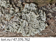 Parmelia sulcata (lat. Parmelia sulcata) - type of lichen genus Parmelee (Parmelia) family Parmeliaceae (Parmeliaceae). Стоковое фото, фотограф Андрей Жигальцов / Фотобанк Лори
