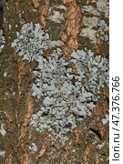 Parmelia sulcata (lat. Parmelia sulcata) - type of lichen genus Parmelee (Parmelia) family Parmeliaceae (Parmeliaceae). Стоковое фото, фотограф Андрей Жигальцов / Фотобанк Лори