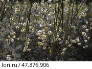 Цветущая декоративная плакучая верба  весной. Стоковое фото, фотограф Snezka / Фотобанк Лори