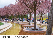 Цветущая слива Нигра в парке Галицкого. Краснодар. Редакционное фото, фотограф Алексей Букреев / Фотобанк Лори