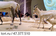 Doha, Qatar - Jan 06 2024, A close up view of stuffed animals, goats large and small, an ostrich is visible in the background, at the exhibition of the National Museum of Qatar, Doha, Qatar. Редакционное фото, фотограф Сергей Богомяко / Фотобанк Лори