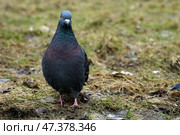 Сизый голубь (Columba livia) стоит анфас на влажной земле с остатками прошлогодней травы и смотрит прямо в камеру. Городская фауна. Стоковое фото, фотограф Евгений Ковальский / Фотобанк Лори