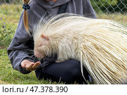Woman hand feeding albino porcupine in rehabilitation zoo. Стоковое фото, фотограф Екатерина Якименко / Фотобанк Лори