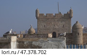 Essaouira fort and seagulls (2018 год). Стоковое видео, видеограф Михаил Коханчиков / Фотобанк Лори