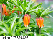 Flowers of the imperial fritillary with raindrops on the leaves. Orange flower buds among green foliage, close-up. Lawn decoration. Стоковое фото, фотограф Коханова Наталья / Фотобанк Лори