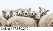 Flock of sheep grazes peacefully in a rustic farm setting alive with nature. Detailed closeup of brown and white sheep herd. Concept of sheep farming and herding. Open-air sheepfold. Farmhouse. Стоковое AI-изображение, AI-художник Евгений Демидюк / Фотобанк Лори