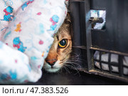 A lovely cat is wrapped snugly in a soft blanket, gazing out of a cage. Стоковое фото, фотограф Аксенова Вера / Фотобанк Лори