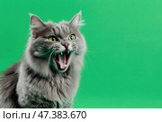 Tabby red cat on green screen isolated with chromakey, real shot. Close-up portrait of angry cat hissing and raising up two paws on the green screen. Feline with open mouth, muzzle close up. Says meow. Стоковое AI-изображение, AI-художник Марина Демидюк / Фотобанк Лори