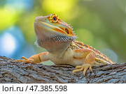 Colorful Bearded Dragon Resting on Tree Branch in Warm Sunlight During Afternoon Hours. Стоковое AI-изображение, AI-художник Юлия Гапеенко / Фотобанк Лори