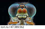 Detailed close-up of a vibrant dragonfly showcasing intricate eye. Стоковое AI-изображение, AI-художник Михаил Коханчиков / Фотобанк Лори