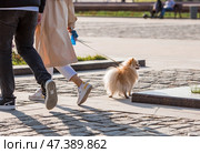 Dog walking. A beautiful shaggy Pomeranian Pomeranian on a walk in the city on a leash. Стоковое фото, фотограф Photojuli / Фотобанк Лори