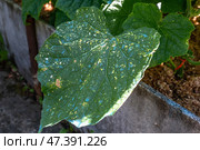 Fungal diseases of cucumber and pumpkin. Alternaria solani Ell. et Mart., Syn. Macrosporium solani Ell. et Mart Affected leaves of cucumber. Стоковое фото, фотограф Оксана Медведева / Фотобанк Лори