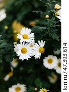 Summer garden flovers Daisy bush in outdoor flowerbed. Matricaria chamomilla. Стоковое фото, фотограф Екатерина Якименко / Фотобанк Лори