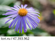The blue flowers of the Blue Daisy or Felicia amelloides. Close up. Copy space. Стоковое фото, фотограф Elena Grishina / Фотобанк Лори
