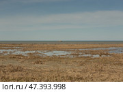 Grassy marshes in front of the Aral sea ,fishing vessel on the horizon. Стоковое фото, фотограф Ольга Гордеева / Фотобанк Лори