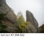Rock and trees inconspicuous on a foggy day. Стоковое фото, фотограф Саблин Станислав / Фотобанк Лори