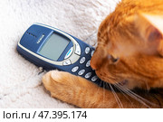 Belarus, Minsk - 11.01.2025: A playful cat is engaging with a nokia mobile phone in its paws. Редакционное фото, фотограф Аксенова Вера / Фотобанк Лори