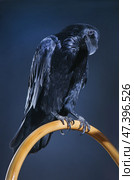 Large black raven on a dark background. Стоковое фото, фотограф Юрий Бизгаймер / Фотобанк Лори