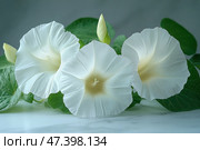 A close-up of three delicate white morning glory (Ipomoea) flowers set against a lush green background and marble surface. The flowers are open, with beautiful trumpet-shaped petals that shimmer slightly in the soft lighting. Each flower has a soft yellow glow in the center, creating a sense of purity and sophistication. The atmosphere of the composition is calm, refined, with an emphasis on the natural symmetry and texture of the petals. Стоковое AI-изображение, AI-художник Анна Кривицкая / Фотобанк Лори