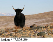 Алтай. Заяц и як. Стоковое фото, фотограф Павел Степанов / Фотобанк Лори