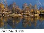 Золотая осень на Алтае. Стоковое фото, фотограф Павел Степанов / Фотобанк Лори