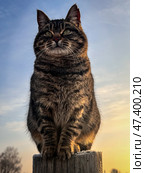 Красивая кошечка на фоне голубого закатного неба. Стоковое фото, фотограф Юлия Дворецкая / Фотобанк Лори