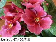 Цветущая примула (лат. Primula) Стоковое фото, фотограф Сергей Овчинников / Фотобанк Лори