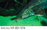 Sturgeon swimming underwater in green water with barbels clearly visible. Стоковое фото, фотограф Mikhail Davidovich / Фотобанк Лори