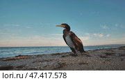 Cormorant perching near shoreline, black sea coast in crimea, moonlit sky highlighting dark waterbird silhouette. Стоковое видео, видеограф Mikhail Davidovich / Фотобанк Лори
