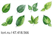 Green leaves collection on a white background suitable for design applications. Коллекция зеленых листьев на белом фоне подходит для дизайна. Стоковое AI-изображение, AI-художник Katsiaryna Repich / Фотобанк Лори