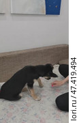 Puppy learns to fetch a ball while playing indoors with a person in a cozy living room setting. Стоковое видео, видеограф Анна Сивакова / Фотобанк Лори