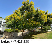 Golden raintree (lat.- Koelreuteria paniculata) in the campus of the Weizmann Institute of Science. Стоковое фото, фотограф Irina Opachevsky / Фотобанк Лори