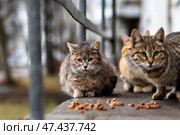Бездомные кошки. Стоковое фото, фотограф Андрей Иванов / Фотобанк Лори