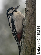 A small Spotted Woodpecker perched on a tree trunk, searching for insect larvae beneath the bark. Стоковое фото, фотограф Владимир Ендовицкий / Фотобанк Лори