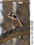 A small Spotted Woodpecker perched on a tree trunk, searching for insect larvae beneath the bark. Стоковое фото, фотограф Владимир Ендовицкий / Фотобанк Лори