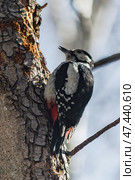 A small Spotted Woodpecker perched on a tree trunk, searching for insect larvae beneath the bark. Стоковое фото, фотограф Владимир Ендовицкий / Фотобанк Лори
