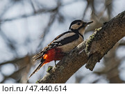 A small Spotted Woodpecker perched on a tree trunk, searching for insect larvae beneath the bark. Стоковое фото, фотограф Владимир Ендовицкий / Фотобанк Лори