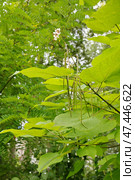Катальпа бигнониевидная (лат. Catalpa bignonioides) в Карякинском саду в городе Рыбинске. Ярославская область, Россия (2024 год). Стоковое фото, фотограф Елена Коромыслова / Фотобанк Лори