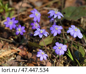 Snowdrops (Hepatica nobilis) Стоковое фото, фотограф Абрамов Михаил / Фотобанк Лори