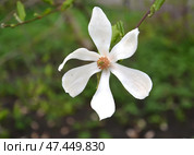 Крупный белый цветок магнолии кобус (Magnolia kobus DC.) Стоковое фото, фотограф Ирина Борсученко / Фотобанк Лори