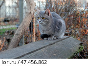 Серый  кот на прогулке. Стоковое фото, фотограф Лариса Веселова / Фотобанк Лори