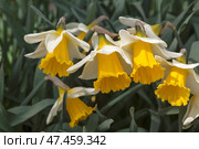 Цветущие желто-белые нарциссы на поляне ранней весной. Стоковое фото, фотограф Наталья Волкова / Фотобанк Лори