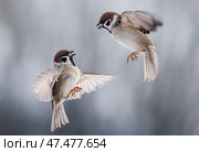 Birds sparrows sort things out spreading their wings and flying against the background of a winter garden. Стоковое фото, фотограф Бачкова Наталья / Фотобанк Лори