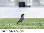 Common myna stands on a green lawn. Стоковое фото, фотограф Екатерина Якименко / Фотобанк Лори