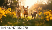Group of domestic animals running to camera in the grass in summer, outdoor. Puppy and kitten walking in park. Cats with dogs playing together in field. Furry friends two cats and dog run front view. Стоковое AI-изображение, AI-художник Марина Демидюк / Фотобанк Лори