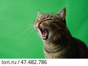 Tabby cat on green screen isolated with chromakey, real shot. Close-up portrait of angry cat hissing and raising up two paws on the green screen. Feline with open mouth, muzzle close up. Says meow. Стоковое AI-изображение, AI-художник Марина Демидюк / Фотобанк Лори