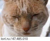 Портрет старого кота. Стоковое фото, фотограф YuryKara / Фотобанк Лори