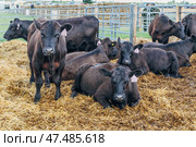 Black Angus calves in the open air. Стоковое фото, фотограф Ольга Сейфутдинова / Фотобанк Лори