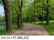 View of the Pilbashennaya alley in Pavlovsky Park on a sunny summer day, Pavlovsk, St. Petersburg, Russia. Стоковое фото, фотограф Ula Ulachka / Фотобанк Лори